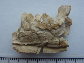 Fragmento de un hueso de la mandíbula de un dinosaurio ceratopsiano del Cretácico Inferior