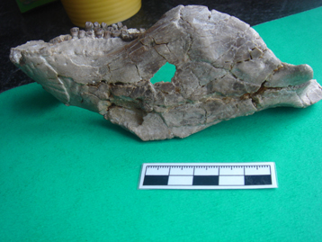 Hueso de la quijada de un dinosaurio de los más bajos psittacosaurid la fauna del Cretácico Jehol