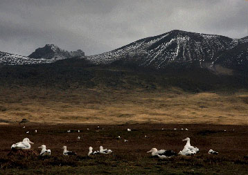 Una colonia de albatros en las islas Crozet