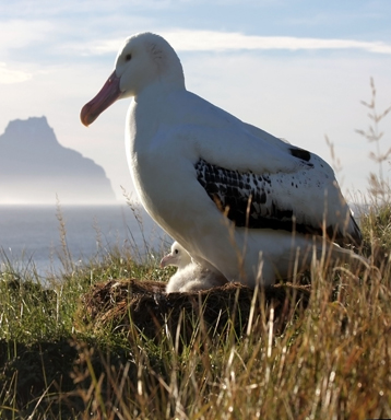 Un albatros errante y su pollito en las islas Crozet