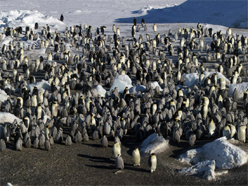 Pengouin1