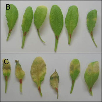 Arabidopsis