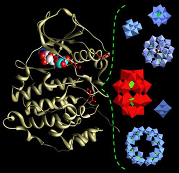 Enzymes And Proteins