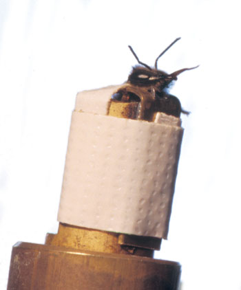 11 : abeille