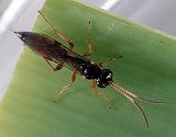 Insectes &agrave; la loupe - 5