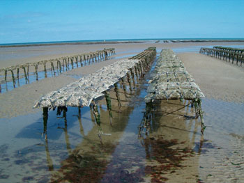 Homme et littoral : les liaisons houleuses
