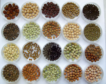 semences de pois