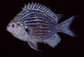 chromis abyssus