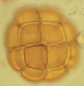 In situ / Grain de pollen / acacia