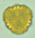 Grain de pollen / Caesalpiniacae / p35
