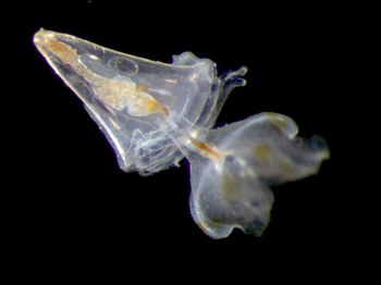 évolution mollusques
