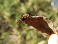 termites