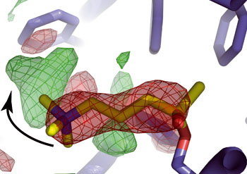 sch&eacute;ma enzyme
