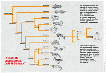 arbre du vivant