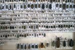 insectes