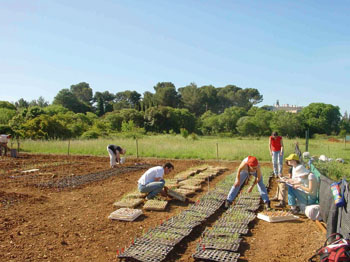 jardin montpellier