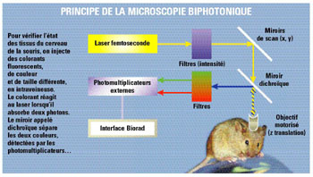 Principe de la microscopie biphotonique