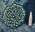 lichen