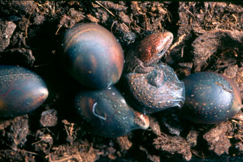 coquillages VDL