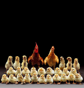 poules