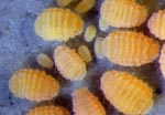 Collembole Monobella