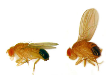 mouche