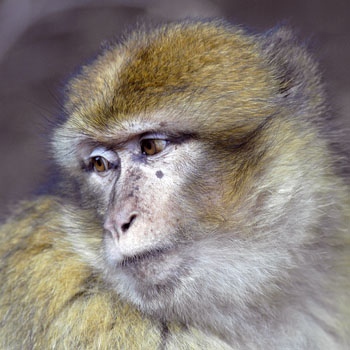 trois semaines avec les singes magots