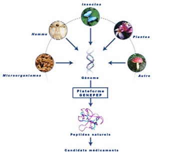sch&eacute;ma peptides