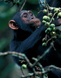 singes-jeuneschercheurs