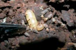 termite