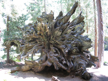 sequoia